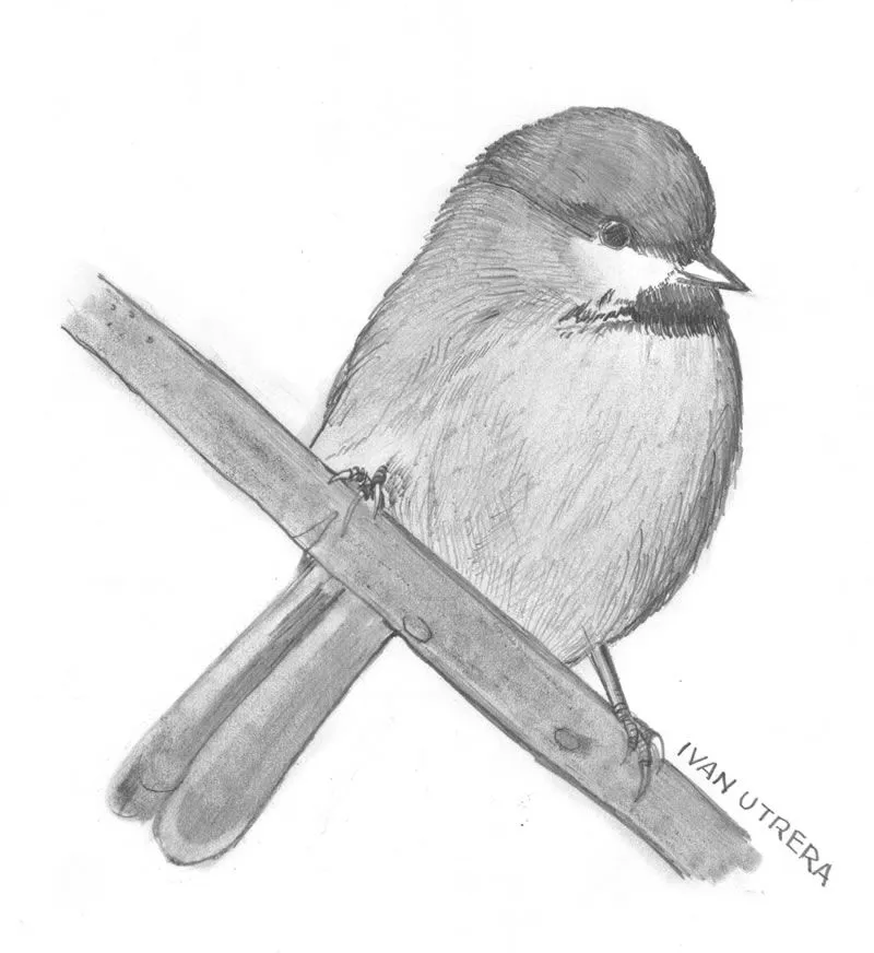 Dibujo a lápiz | Dibujo a lápiz, Reciclaje, Tallado en Madera ... Dibujo a lápiz | Dibujo a lápiz, Reciclaje, Tallado en Madera ...