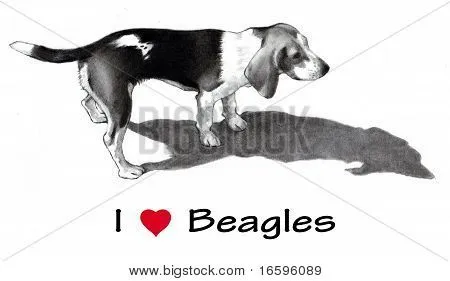 Dibujo a lápiz de perro Beagle Fotos stock e Imágenes stock | Bigstock