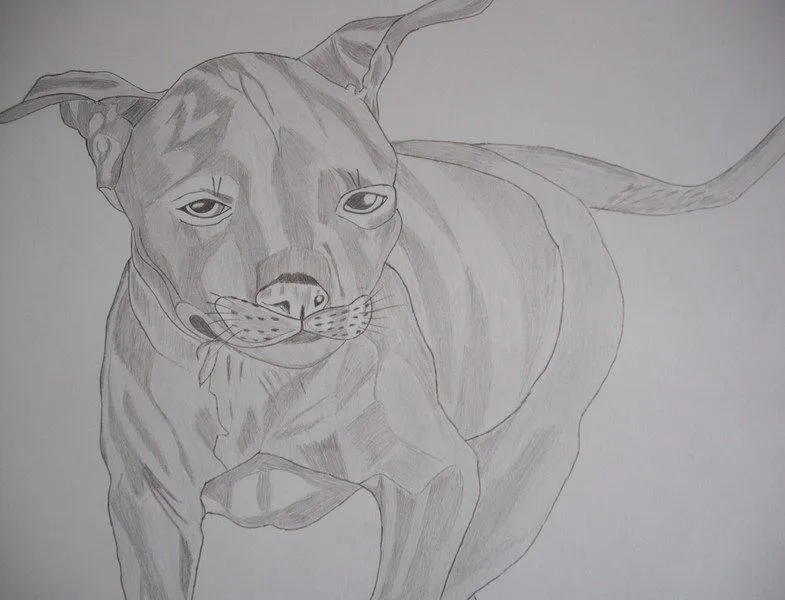 Pitbull de Arold Augustin :: PicassoMio