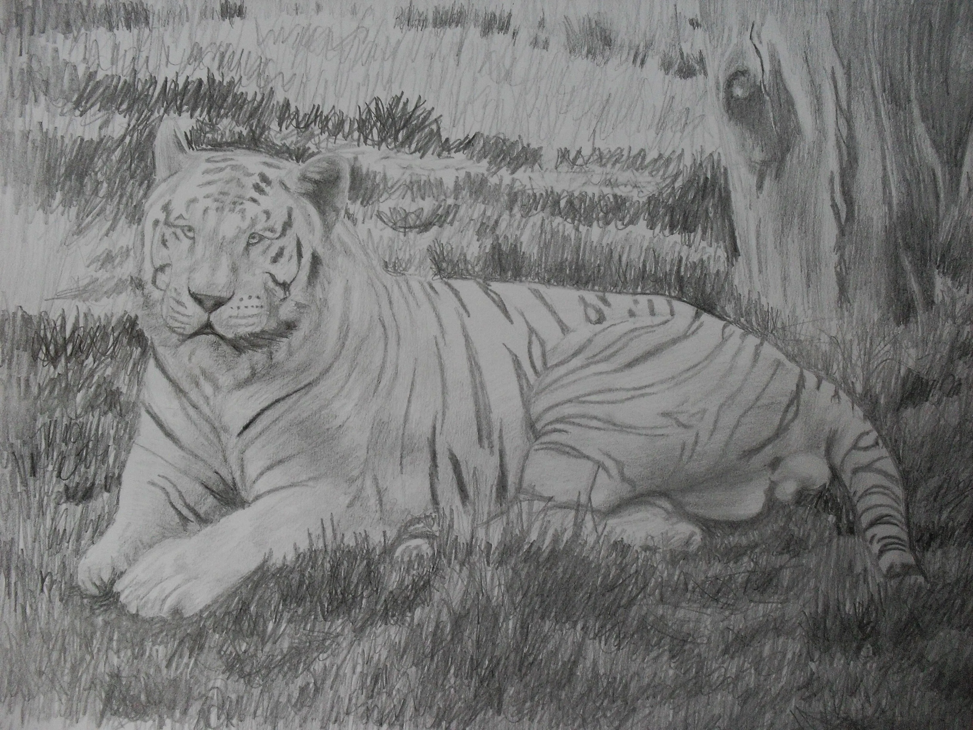 Dibujo A Lapiz De Tigre Dibujos A Lapiz
