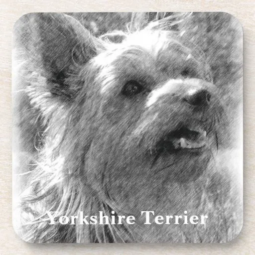 Dibujo de lápiz de Yorkshire Terrier Posavasos | Zazzle Dibujo de lápiz de Yorkshire Terrier Posavasos | Zazzle