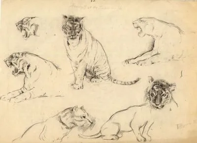 Dibujo a lápiz.Fauna salvaje, tigres.Joaquín Albareda - 7 EUR ... Dibujo a lápiz.Fauna salvaje, tigres.Joaquín Albareda - 7 EUR ...