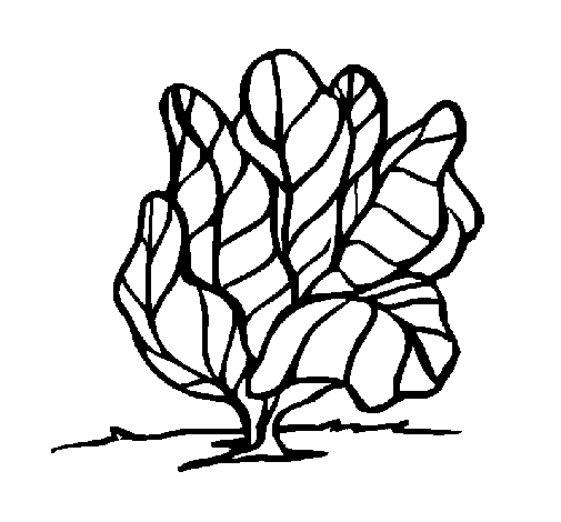 Dibujo de Lechuga para Colorear - Dibujos.net