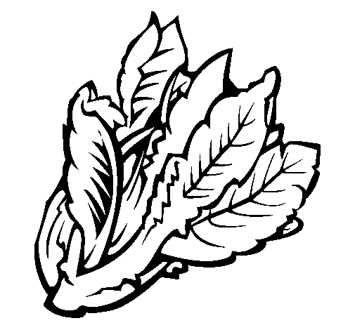 Dibujo de Lechuga II para Colorear - Dibujos.net Dibujo de Lechuga II para Colorear - Dibujos.net
