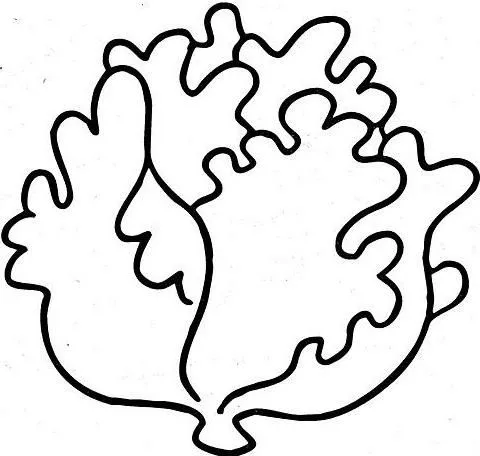 Lechuga para colorear - Imagui