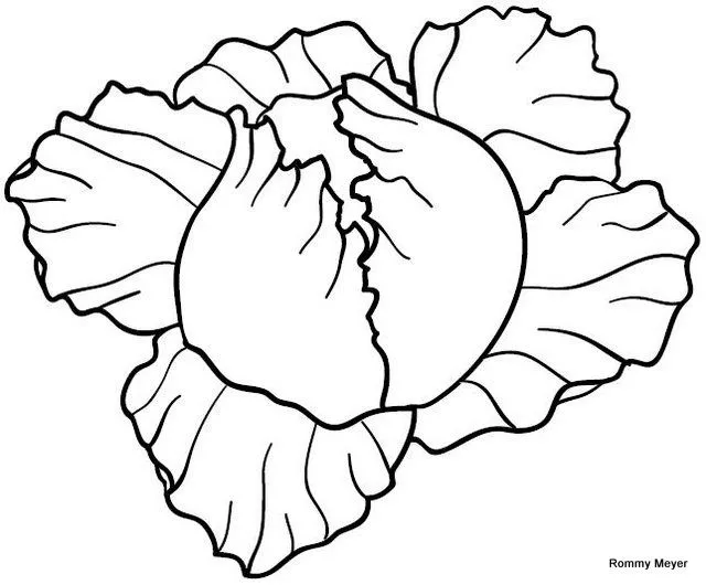Lechuga para colorear - Imagui
