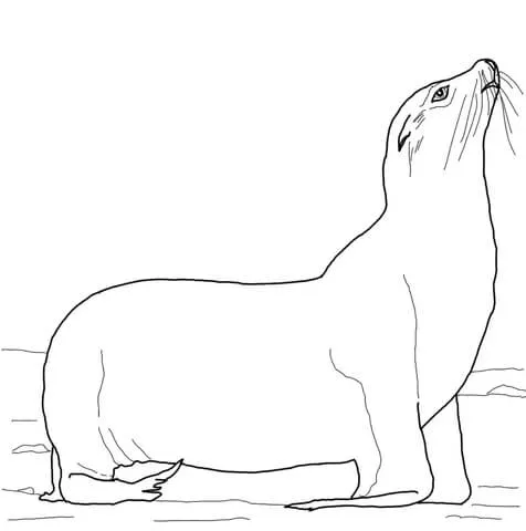 Dibujo de León Marino de California en la playa para colorear ...