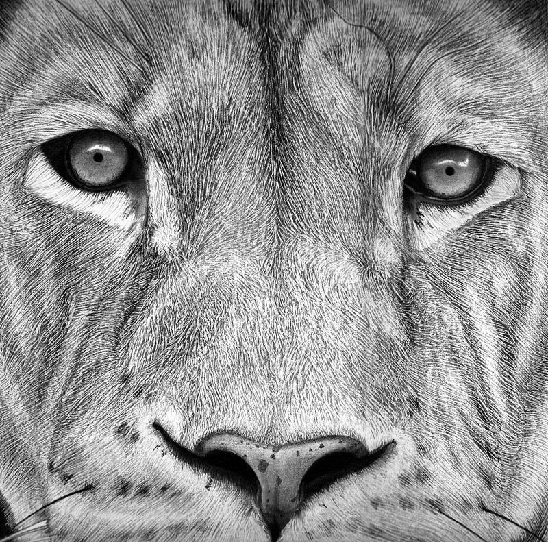 Dibujo de león terminado / Drawing of lion finished - Paperblog Dibujo de león terminado / Drawing of lion finished - Paperblog
