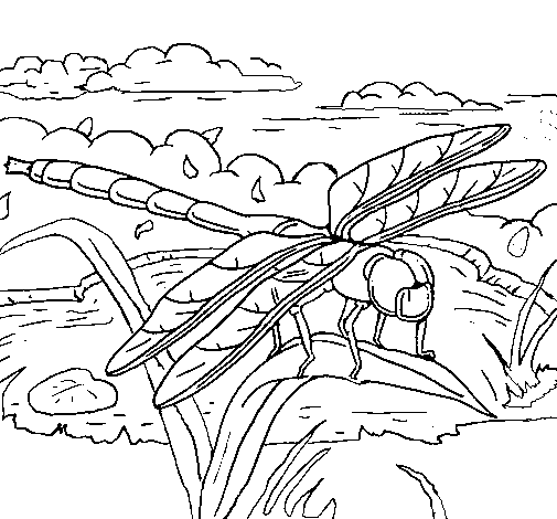 Dibujo de Libélula 2 para Colorear - Dibujos.net Dibujo de Libélula 2 para Colorear - Dibujos.net