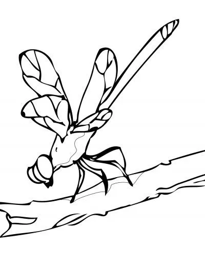 Dibujo de Libelula. Dibujo para colorear de Libelula. Dibujos ... Dibujo de Libelula. Dibujo para colorear de Libelula. Dibujos ...