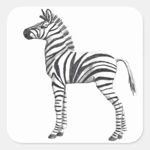Dibujo lindo de la cebra del bebé calcomania cuadradas ...