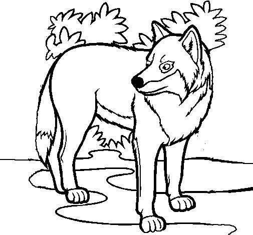 Dibujo de Lobo para Colorear - Dibujos.net