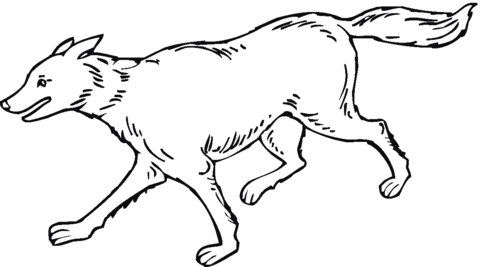 Dibujo de Un Lobo Corriendo para colorear | Dibujos para colorear ... Dibujo de Un Lobo Corriendo para colorear | Dibujos para colorear ...