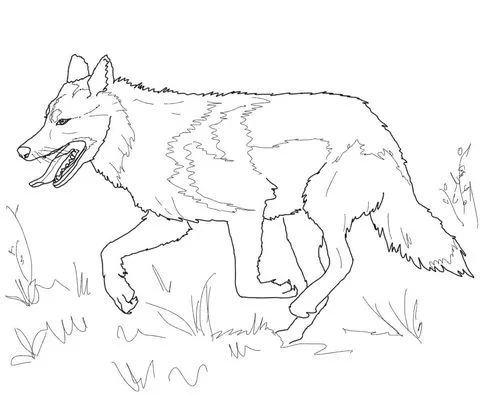 Dibujo de Lobo Gris Mejicano corriendo para colorear | Dibujos ... Dibujo de Lobo Gris Mejicano corriendo para colorear | Dibujos ...