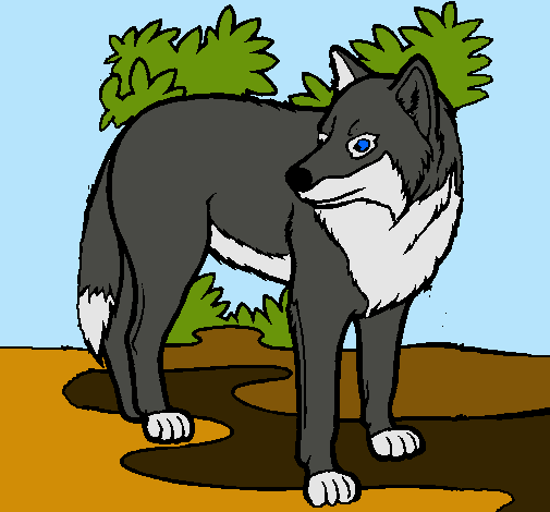 Dibujo de Lobo pintado por Fika en Dibujos.net el día 16-01-11 a ...