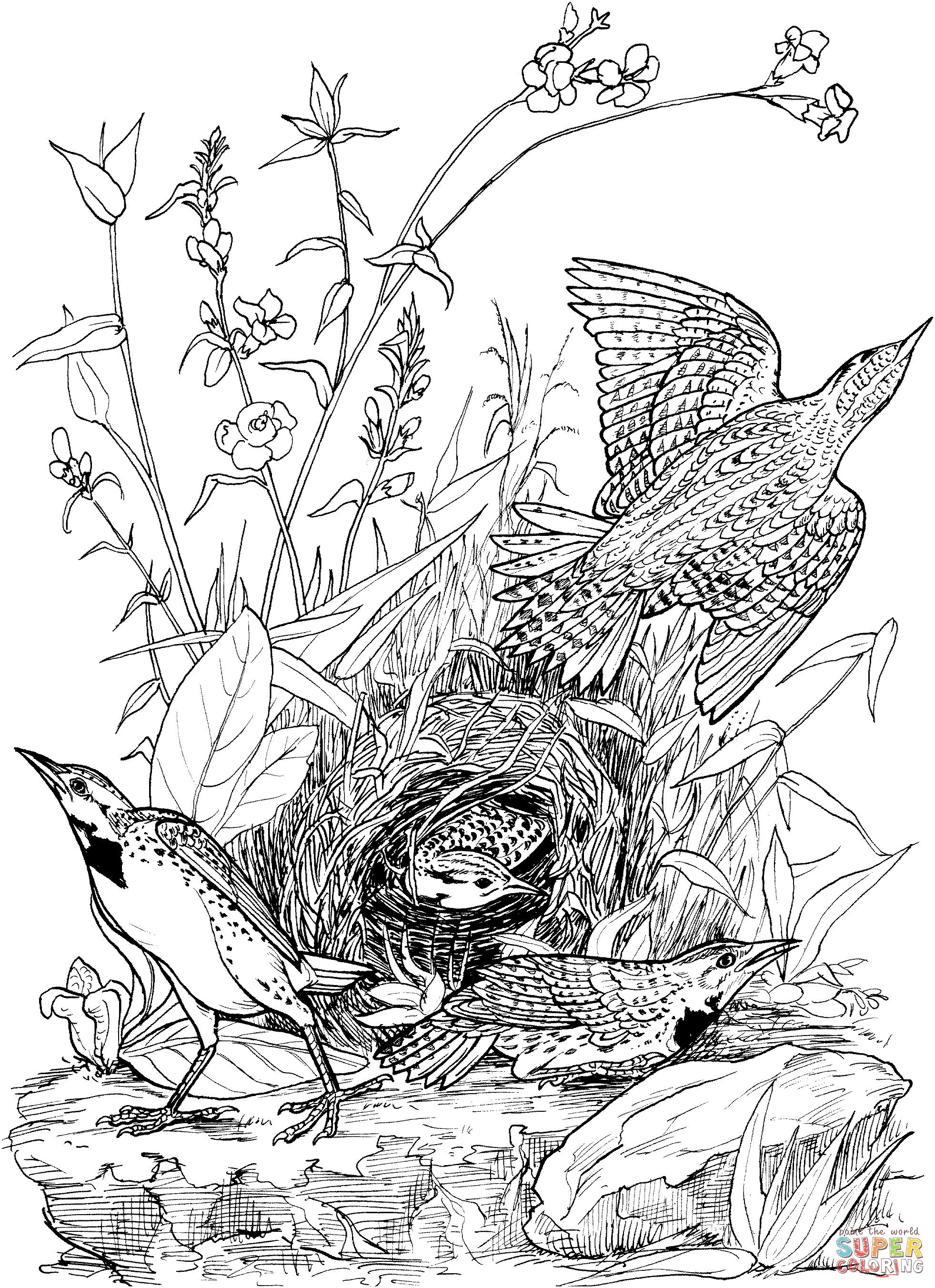 Dibujo de Loica o Turpial oriental para colorear | Dibujos para colorear imprimir gratis Dibujo de Loica o Turpial oriental para colorear | Dibujos para colorear imprimir gratis
