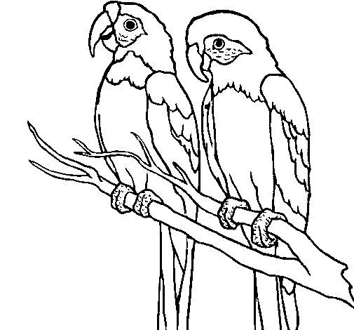 Dibujo de Loros para Colorear - Dibujos.net