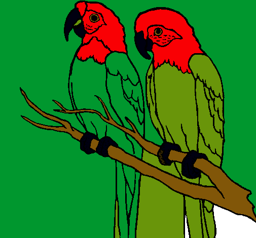 Dibujo de Loros pintado por Pericos en Dibujos.net el día 03-09-11 ... Dibujo de Loros pintado por Pericos en Dibujos.net el día 03-09-11 ...