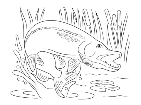 Dibujo de Lucio Saltando Fuera del Agua para colorear | Dibujos ... Dibujo de Lucio Saltando Fuera del Agua para colorear | Dibujos ...