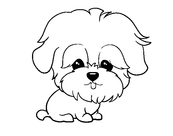 Dibujo de Maltés para Colorear - Dibujos.net Dibujo de Maltés para Colorear - Dibujos.net