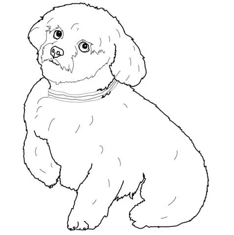 Dibujo de Maltés de Pelo Corto para colorear | Dibujos para ... Dibujo de Maltés de Pelo Corto para colorear | Dibujos para ...