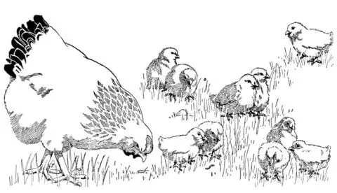 Dibujo de Mamá Gallina y sus pollitos para colorear | Dibujos para ... Dibujo de Mamá Gallina y sus pollitos para colorear | Dibujos para ...