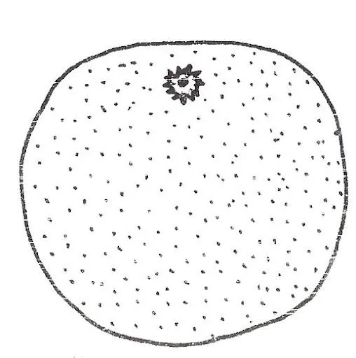 Dibujo de mandarina para colorear - Imagui