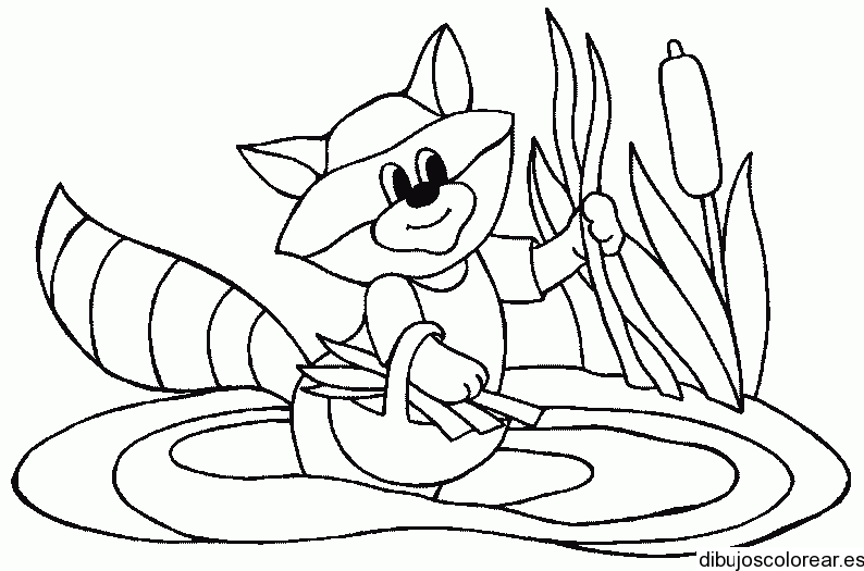 Dibujo de un mapache en el bosque | Dibujos para Colorear Dibujo de un mapache en el bosque | Dibujos para Colorear