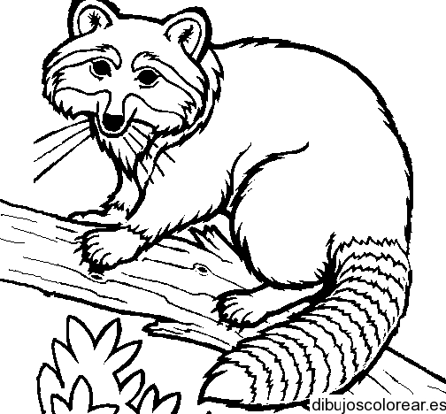 Dibujo de un mapache | Dibujos para Colorear Dibujo de un mapache | Dibujos para Colorear