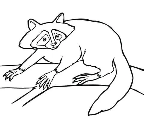 Dibujo de Mapache o Zorra Manglera para colorear | Dibujos para ... Dibujo de Mapache o Zorra Manglera para colorear | Dibujos para ...