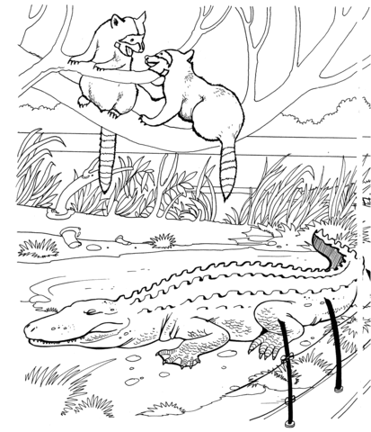 Dibujo de Dos Mapaches en el Zoológico para colorear | Dibujos ... Dibujo de Dos Mapaches en el Zoológico para colorear | Dibujos ...