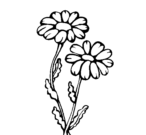 Dibujo de Margaritas para Colorear - Dibujos.net