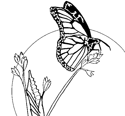 Dibujo de Mariposa en una rama para Colorear - Dibujos.net