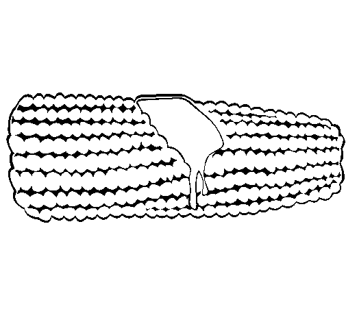 Dibujo de Mazorca de maíz 1 para Colorear - Dibujos.net Dibujo de Mazorca de maíz 1 para Colorear - Dibujos.net