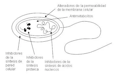 MIS APUNTES DE VETERINARIA: ANTIMICROBIANOS