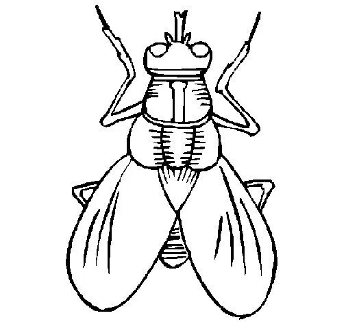 Dibujo de Mosca para Colorear - Dibujos.net