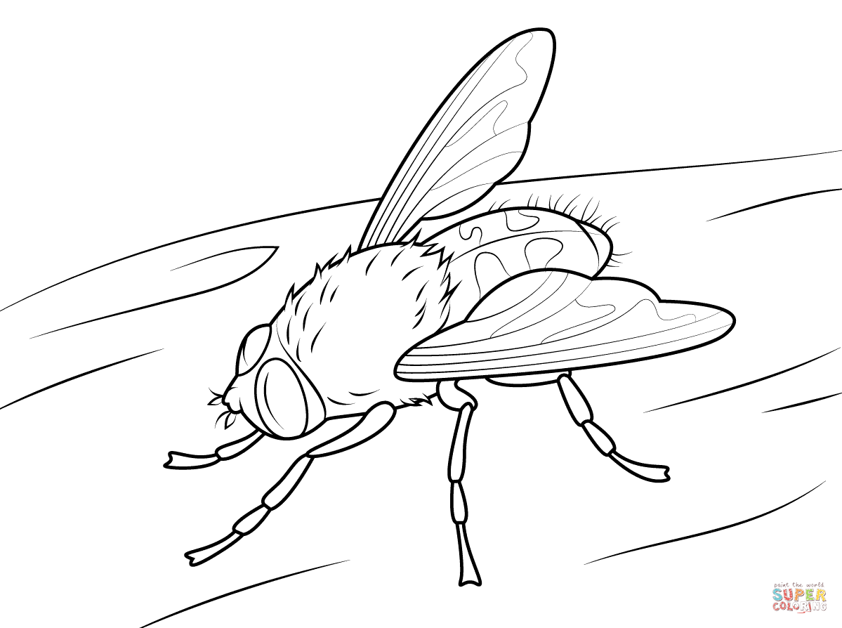 Dibujo de Mosca Común para colorear | Dibujos para colorear ... Dibujo de Mosca Común para colorear | Dibujos para colorear ...