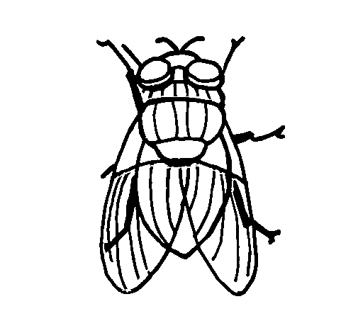 Dibujo de Mosca negra para Colorear - Dibujos.net