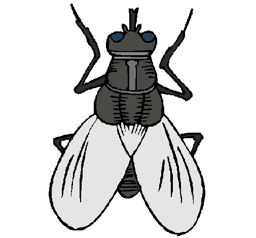 Dibujo de Mosca pintado por Annyttta en Dibujos.net el día 21-01 ... Dibujo de Mosca pintado por Annyttta en Dibujos.net el día 21-01 ...