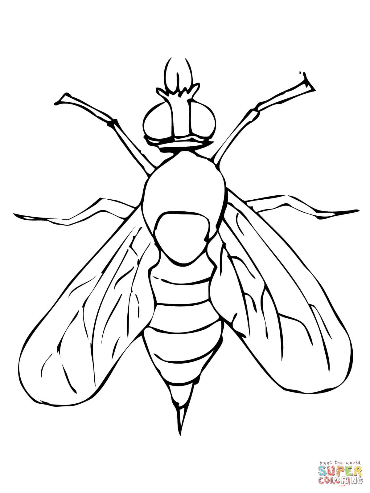 Dibujo de Mosca del vinagre o Mosca de la fruta para colorear ... Dibujo de Mosca del vinagre o Mosca de la fruta para colorear ...