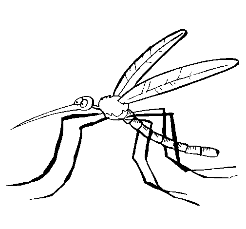 Dibujo de Mosquito 2 para Colorear - Dibujos.net