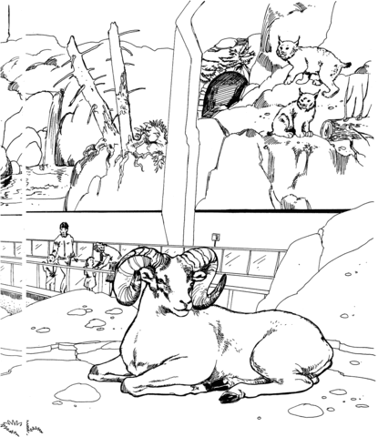 Dibujo de Muflón Canadiense en el zoológico para colorear ... Dibujo de Muflón Canadiense en el zoológico para colorear ...