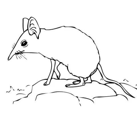 Dibujo de Una Musaraña Elefante para colorear | Dibujos para ... Dibujo de Una Musaraña Elefante para colorear | Dibujos para ...