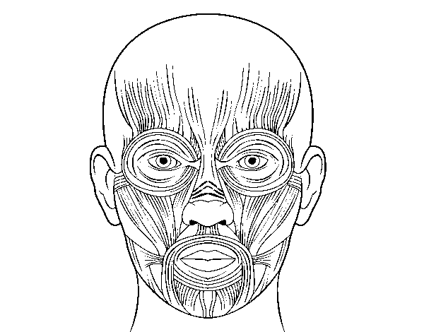 Dibujo de Músculos de la cara para Colorear - Dibujos.net Dibujo de Músculos de la cara para Colorear - Dibujos.net