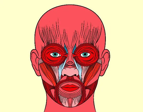 Dibujo de Músculos de la cara pintado por Ru_82 en Dibujos.net el ... Dibujo de Músculos de la cara pintado por Ru_82 en Dibujos.net el ...