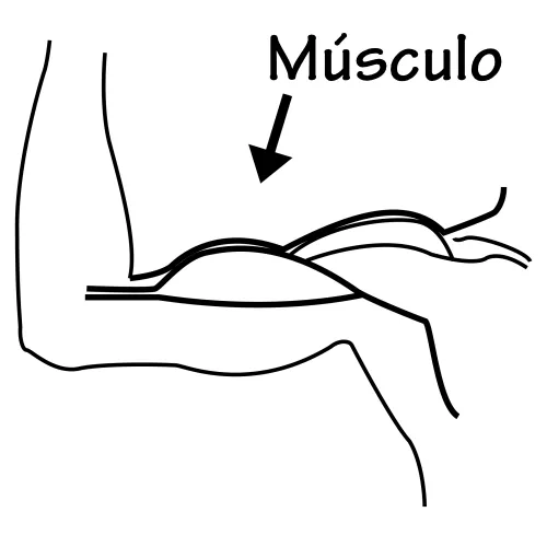 DIBUJO MUSCULOS PARA COLOREAR - Imagui