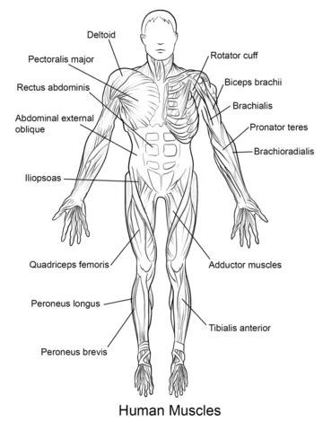 Dibujo de Músculos del Cuerpo Humano Vista Frontal para colorear ...