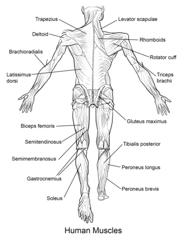 Dibujo de Músculos del Cuerpo Humano Vista Trasera para colorear ...