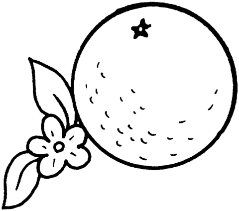 Dibujo de Naranja y Flor del Naranjo para colorear | Dibujos para ... Dibujo de Naranja y Flor del Naranjo para colorear | Dibujos para ...