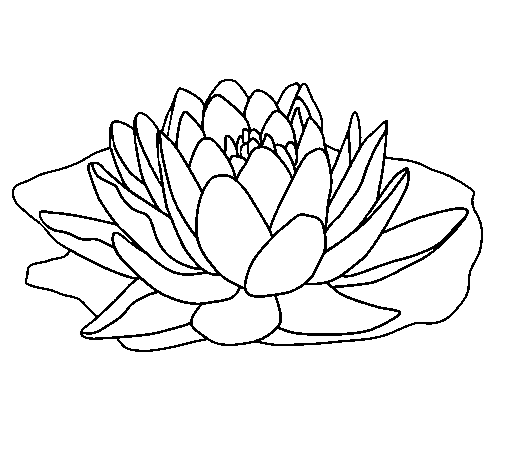 Dibujo de Nenúfar para Colorear